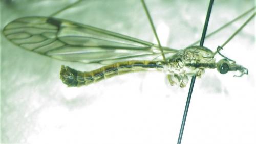 Tipula rufina
